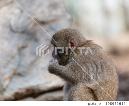 ニホンザルの子供 108953613