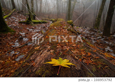 霧の中を歩く晩秋の森 霧の中を歩く晩秋の森 108953792
