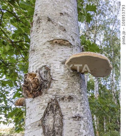 Picture of a tree fungus on a birch trunk in autumn 108953793