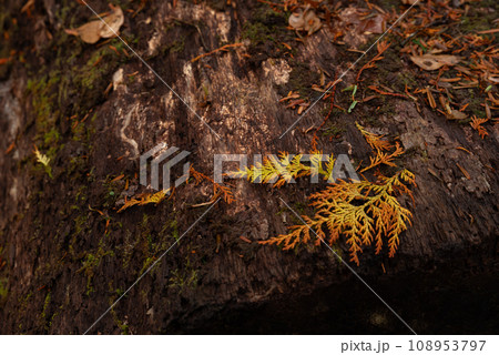 霧と晩秋の森 108953797