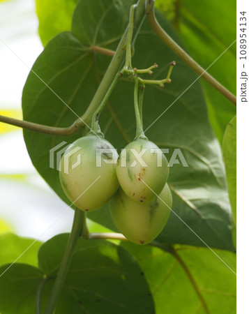 キダチトマトの果実 108954134