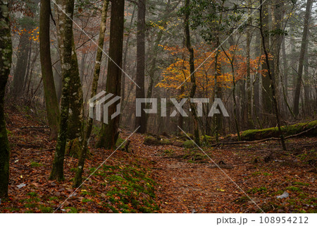 霧と晩秋の森 108954212