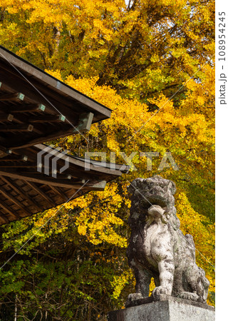 紅葉するイチョウの木と狛犬 紅葉するイチョウの木と狛犬 108954245