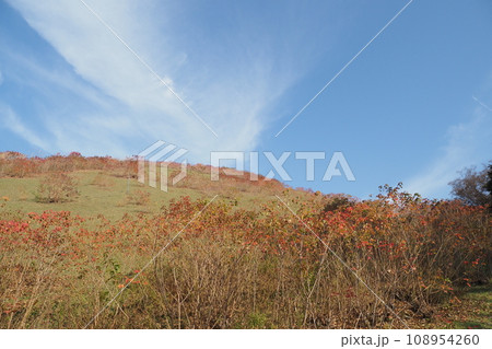 若草山のナンキンハゼの紅葉と青空 108954260