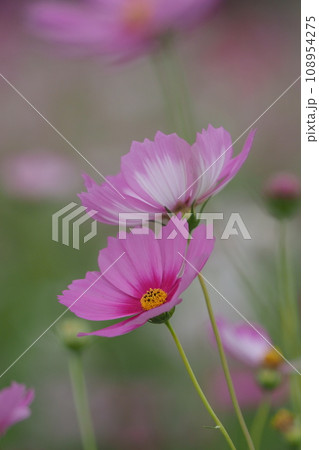 ピンクのコスモスの花のアップ 108954275