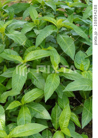 アイ(あゐ、藍、学名:Persicaria tinctoria)の葉 アイ(あゐ、藍、学名:Persicaria tinctoria)の葉 108954288