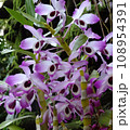 デンドロビウム・ノビレ　Dendrobium nobile 　デンドロビウムの原種 108954391