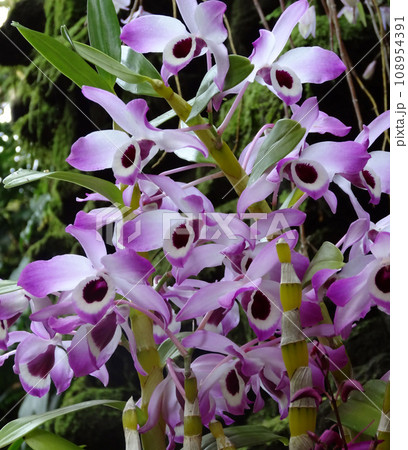 デンドロビウム・ノビレ　Dendrobium nobile 　デンドロビウムの原種 108954391