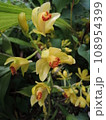 ガンゼキランの黄色い花　Phaius flavus 108954399
