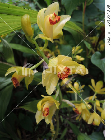 ガンゼキランの黄色い花　Phaius flavus 108954399