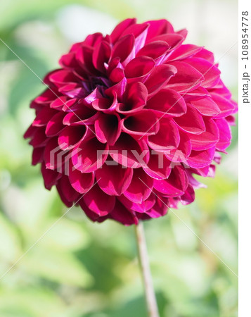 マクロレンズで撮った真っ赤なダリア 108954778