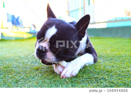 毛呂山町のドックランでおやつのガムをかじるボストンテリアのマイティ君♡ 毛呂山町のドックランでおやつのガムをかじるボストンテリアのマイティ君♡ 108954808