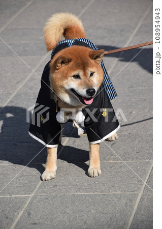和装で正装した日本犬（茶柴） 108954943