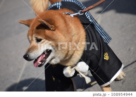 和装で正装した日本犬（茶柴） 108954944