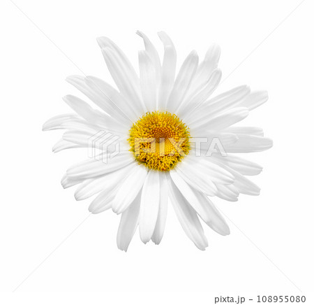 Daisy flower isolated. Daisy flower isolated. 108955080