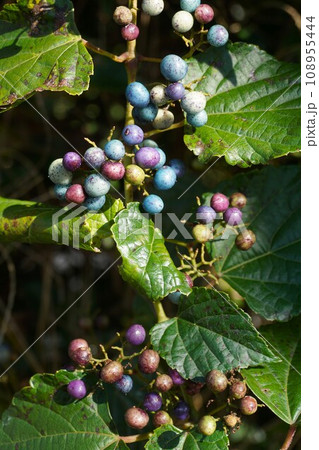 カラフルな「ノブドウ」の実 108955444