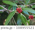 タラヨウの赤い実　多羅葉、学名: Ilex latifolia 108955521