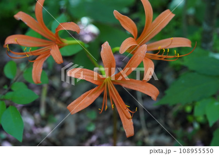 オオキツネノカミソリの赤い花 108955550