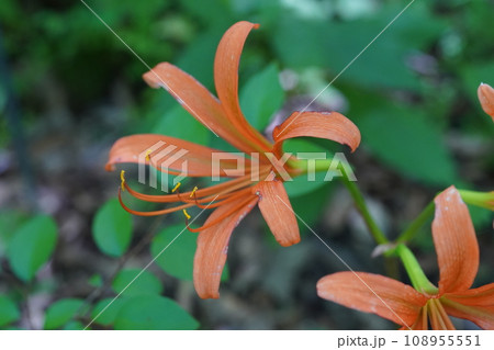 オオキツネノカミソリの赤い花 108955551