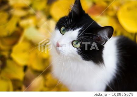 Black and white kitty against background of yellow leaves - autumn 108955679
