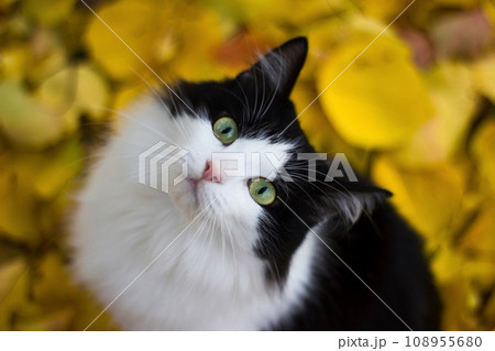 Black and white kitty against background of yellow leaves - autumn Black and white kitty against background of yellow leaves - autumn 108955680
