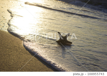 Starfish on sand sunrise background sea, horizon beach dawn wave Starfish on sand sunrise background sea, horizon beach dawn wave 108955743