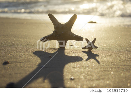 Starfish on sand sunrise background sea, horizon beach dawn wave Starfish on sand sunrise background sea, horizon beach dawn wave 108955750