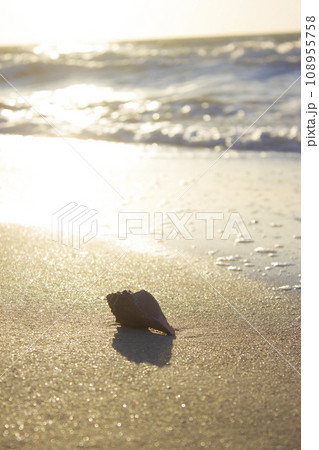 Seashells on sand sunrise background sea, horizon beach dawn wave Seashells on sand sunrise background sea, horizon beach dawn wave 108955758