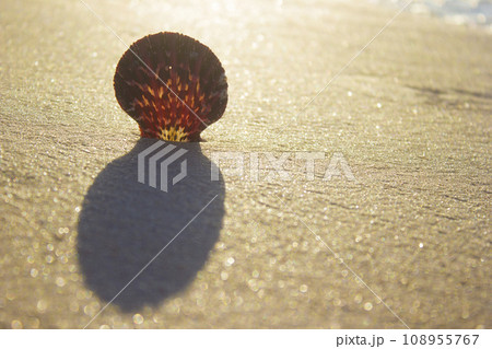 Seashells on sand sunrise background sea, horizon beach dawn wave 108955767