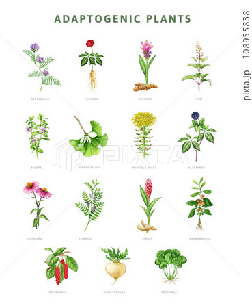 Adaptogenic plant and herb painted set. Watercolor botanical illustration. Hand drawn medicinal various herb collection. Gotu kola, tulsi, maca, astragalus, echinacea herb elements. White background Adaptogenic plant and herb painted set. Watercolor botanical illustration. Hand drawn medicinal various herb collection. Gotu kola, tulsi, maca, astragalus, echinacea herb elements. White background 108955838