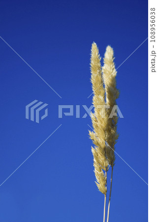 Spikelets against the blue sky, grain field silhouette grass 108956038