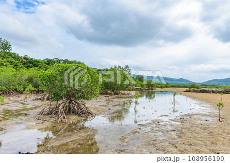 名蔵アンパル（石垣島）　西表石垣国立公園　ラムサール条約登録地 108956190