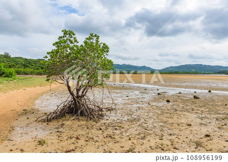 名蔵アンパル（石垣島）　西表石垣国立公園　ラムサール条約登録地 108956199