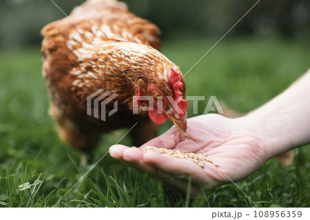 Farmer is feeding hen from hand Farmer is feeding hen from hand 108956359
