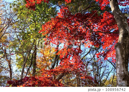 那須高原の晩秋ーわが山荘近辺の紅葉 108956742