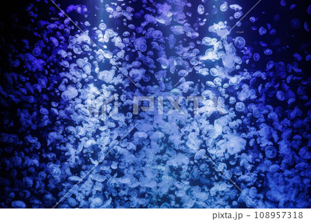 水族館 水海月 水族館 水海月 108957318