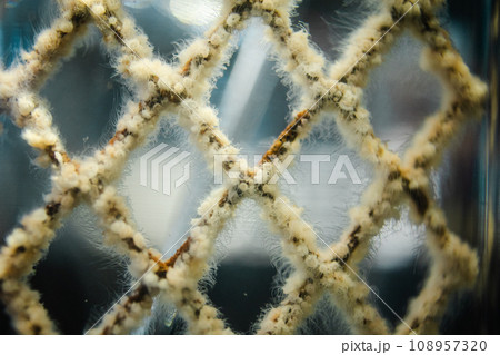 水族館　クラゲの子供 108957320