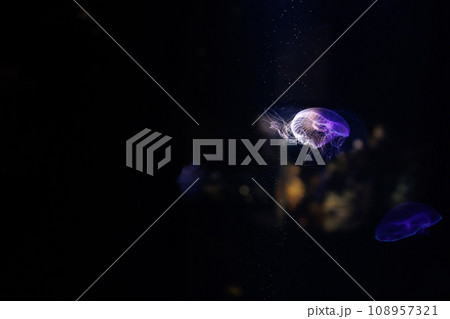 水族館　クラゲ 108957321