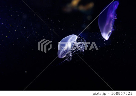 水族館　クラゲ 108957323