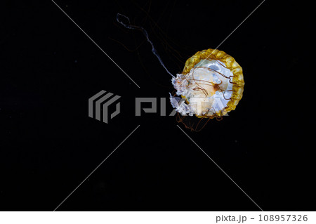 水族館　クラゲ 108957326