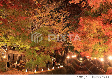 （山梨県）河口湖もみじ回廊　ライトアップ 108957533