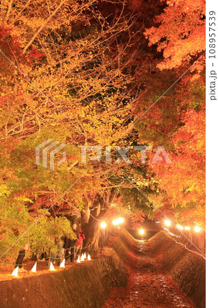 （山梨県）河口湖もみじ回廊　ライトアップ 108957539