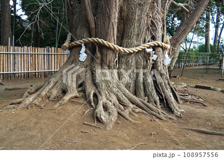 峯ヶ岡(みねがおか)八幡神社の御神木【埼玉県川口市】 峯ヶ岡(みねがおか)八幡神社の御神木【埼玉県川口市】 108957556