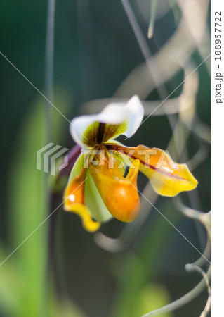Paphiopedilum Lathamianum or Venus slipper. Graceful orchid in bloom. Floriculture as hobby or business. 108957722