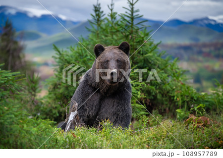 Wild Brown Bear (Ursus Arctos) in the National park on mountain background Wild Brown Bear (Ursus Arctos) in the National park on mountain background 108957789