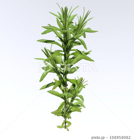 Tiny Weed isolated on white background 108958082