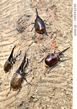 外国産昆虫 外国産昆虫 108958290