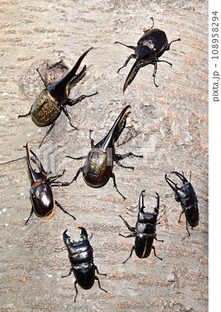 外国産昆虫 108958294