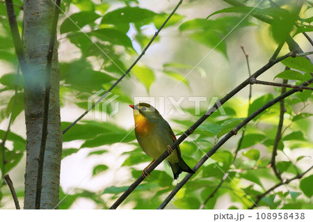 木に止まるソウシチョウ 木に止まるソウシチョウ 108958438