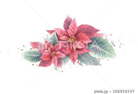 Watercolor painted compositions from red Poinsettia, Pulcherrima flowers, leaves with aquarelle splashes. Plant for Christmas or New Year card, winter holiday celebrate print Isolated white background Watercolor painted compositions from red Poinsettia, Pulcherrima flowers, leaves with aquarelle splashes. Plant for Christmas or New Year card, winter holiday celebrate print Isolated white background 108958547